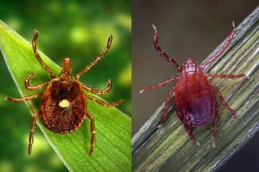 Two images, both showing two ticks on blades of grass. The tick on 的 left is an Asian longhorned tick. 右边的扁虱，背上有一个点，是一只孤星扁虱.